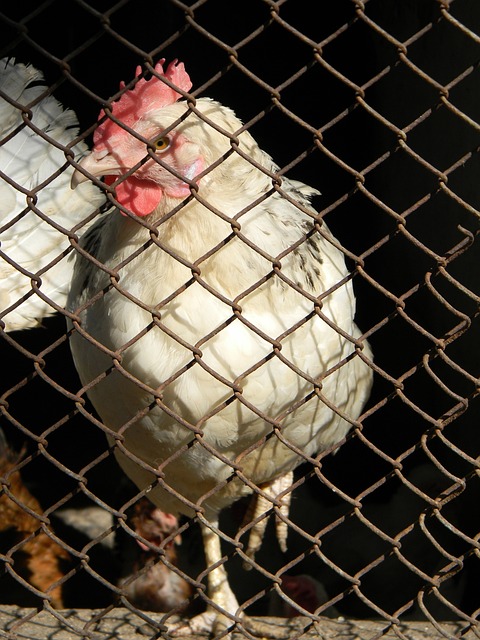 年輕球員的 年輕球員的